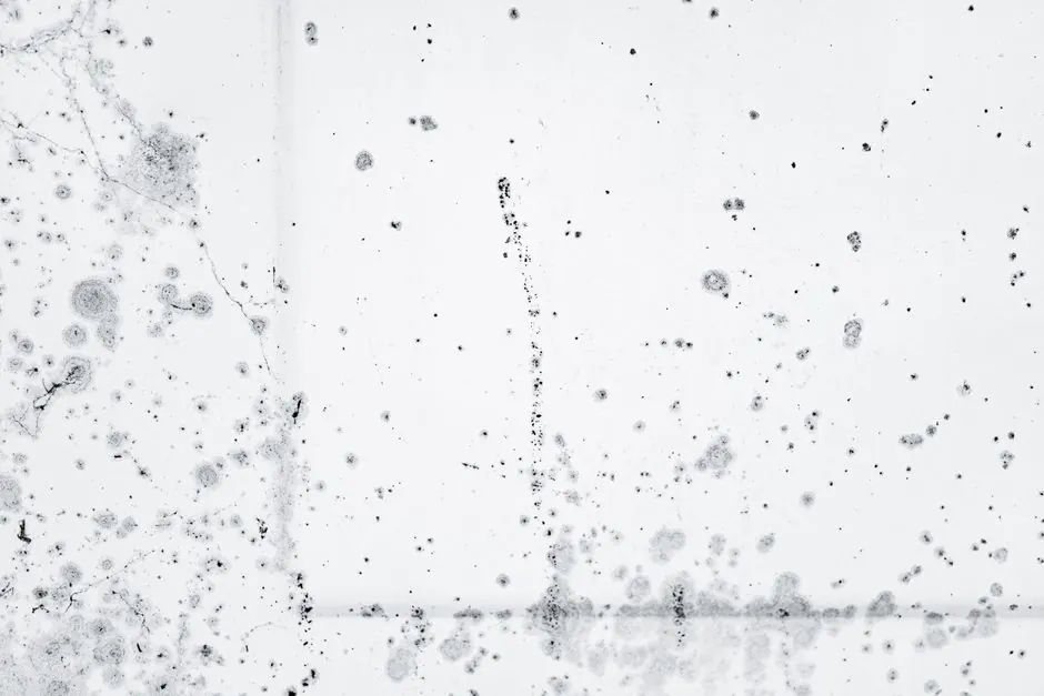 Drywall Water Damage and Mold Risk: The 48-Hour Window